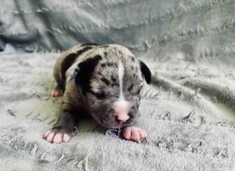 American Bully Pocket- Standart - 7