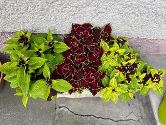 Africké kopřivy - 7