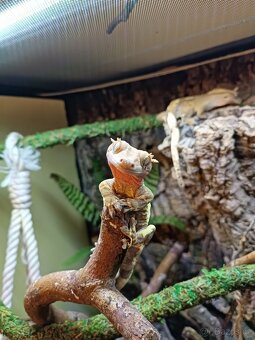 Pagekon řasnatý 1.0 LW - 7