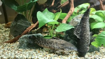 Panceřniček kropenaty - 7