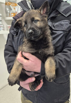 ŠTĚNĚ NĚMECKÝ OVČÁK - 7