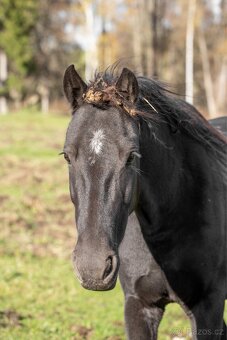 6 letá klisna WBPR - 7