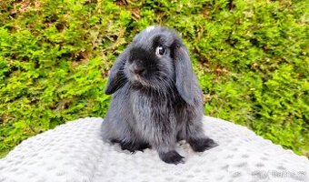 Zakrslý beránek, králíček, králík - ELLA - 7