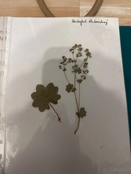 Herbář - 7