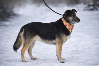 Erbo hledá domov - 7