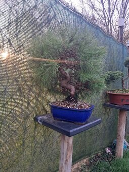Bonsai,bonsaj Borovice - 7