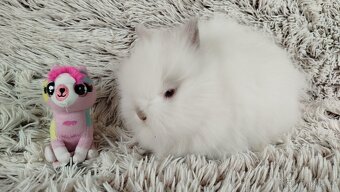 Zakrslý králík, králíček-(TEDDY)-HEIDY - 7