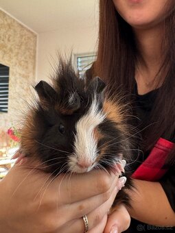 Darujeme mláďata morčat - 7