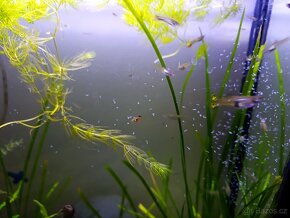 Paví očka, gupky, Poecilia reticulata
, Vsetín - 7