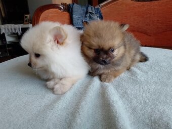 Pomeranian špic - 7
