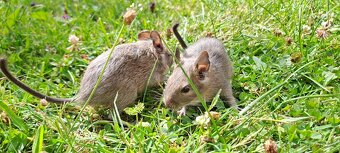 Osmák degu - 7