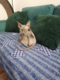 Kanadský sphynx - 7
