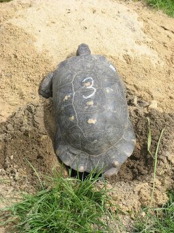Suchozemské želvy - vlastní odchov 2025 - 7