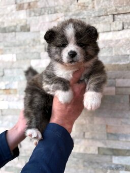Akita Inu s průkazem původu (PP) - FCI & AKIHO - 7