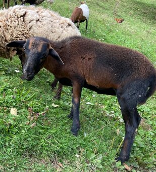 Kamerunska jehnička - 7