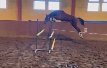 Hannoverská klisna - 7