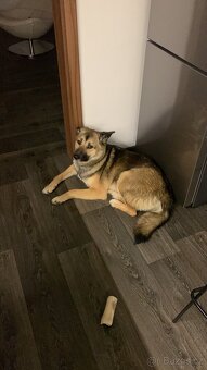 Daruji roční fenku - 7