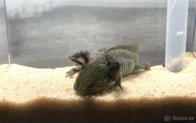 Axolotl od chovatele - axolotly.cz - 7