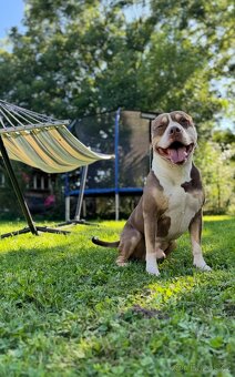 American Bully Classic standard - 7