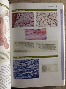 Junqueirovy základy histologie - 7