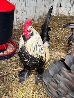 Kříženec araukany a hedvábničky - 7