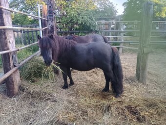 Shetland pony - 7