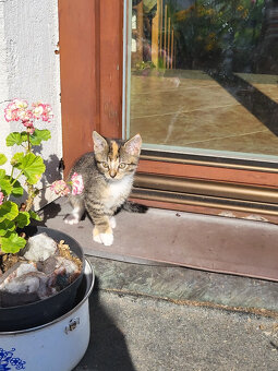 koťátka hezky vybarvená - 7