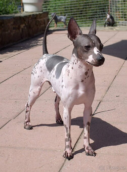 Chovatelská stanice Silesia Iron americký bezsrstý teriér - 7