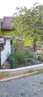 Obří mrazuvzdorný bambus phyllostachys, Vsetín - 7