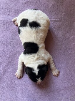 🐾 Štěňátka Landseera s výstavními i pracovními předpoklady - 7