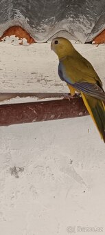 Neoféma tyrkysová skořice 0,1 kr.25 - 7