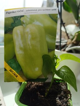 Sazenice rajčat a paprik - 7