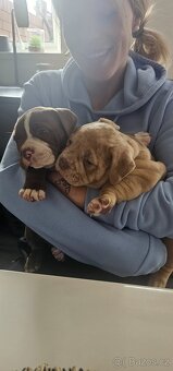 American bully micro/pocket - 7