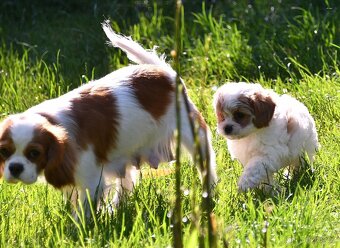 CAVAPOO štěňátka po zdravotně testovaných rodičích - 7