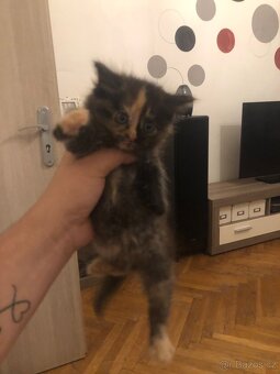 Maiska Mývalí poslední kotě bez pp kočička - 7