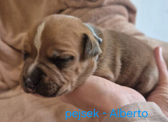 Stafordšírský bulteriér s pp - 7