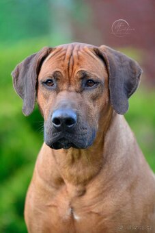 Rhodézský ridgeback s PP - 7