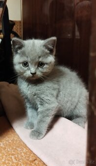 Britská koťátka - 7