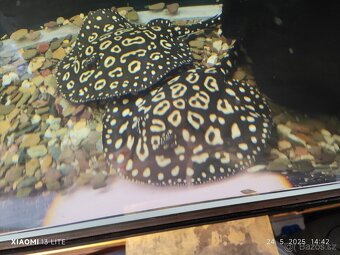 arapaima gigas+mix - 7