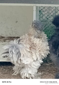 Hedvábnička USA - frizlle a holokrčka kohouci - 7
