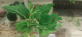 Guppy full red albino - 7