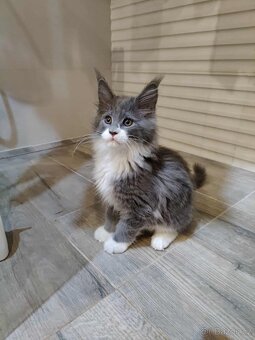 Krytí Mainská mývalí - 7