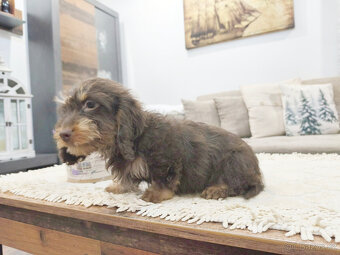 jezevčík králičí - 7