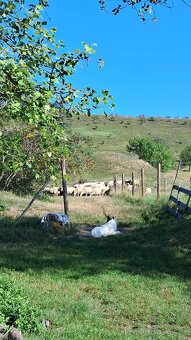 BOC s PP ke krytí - 7