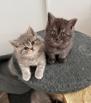Britská koťata Whiskas - 7