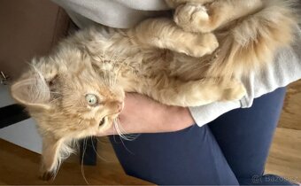 Kocourek, kote, kocour - 7