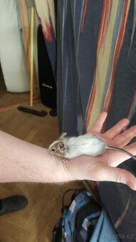 osmáčata osmák degu, myšáci - 7
