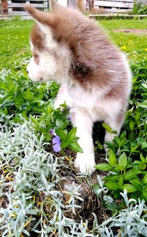 Sibirsky husky - 7