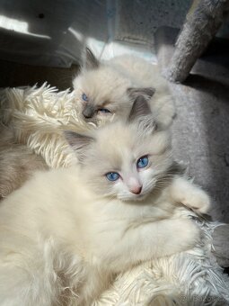 Prodám nádherná koťátka Ragdoll s PP - 7