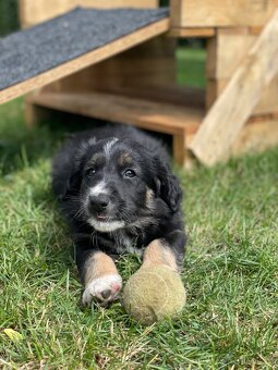 Šťeňátka křížence borderkolie a labradora - 7